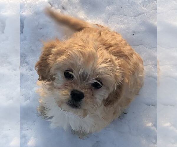 Medium Photo #1 Cavaton Puppy For Sale in ZEELAND, MI, USA