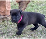 Small Photo #30 Rotticorso Puppy For Sale in REEVESVILLE, SC, USA