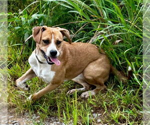 Livvy - Female Mutt Dog for Adoption - Photo #2