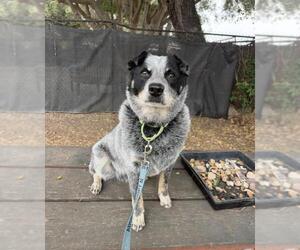 Texas Heeler Dogs for adoption in Santa Barbara, CA, USA