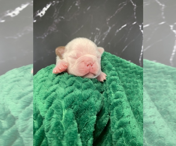 Medium Photo #31 Boston Terrier Puppy For Sale in TULARE, CA, USA