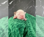 Puppy Gandalf AKC Boston Terrier