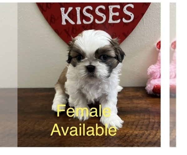 Medium Photo #23 Shih Tzu Puppy For Sale in DOWNEY, CA, USA