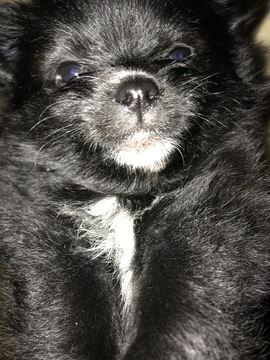 Medium Photo #2 Pomeranian Puppy For Sale in OMAHA, NE, USA