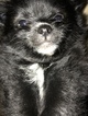 Small Photo #2 Pomeranian Puppy For Sale in OMAHA, NE, USA
