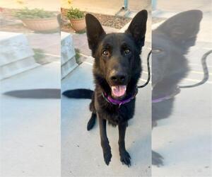 German Shepherd Dog Dogs for adoption in Santa Maria, CA, USA