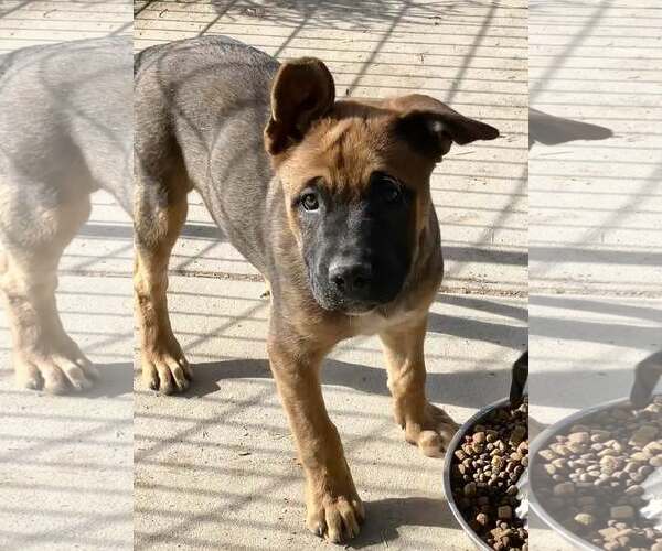 Medium Photo #5 American Pit Bull Terrier-Unknown Mix Puppy For Sale in Sandy, UT, USA
