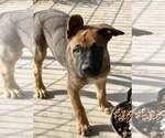 Small #4 American Pit Bull Terrier Mix