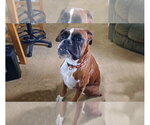 Small #1 Boxer
