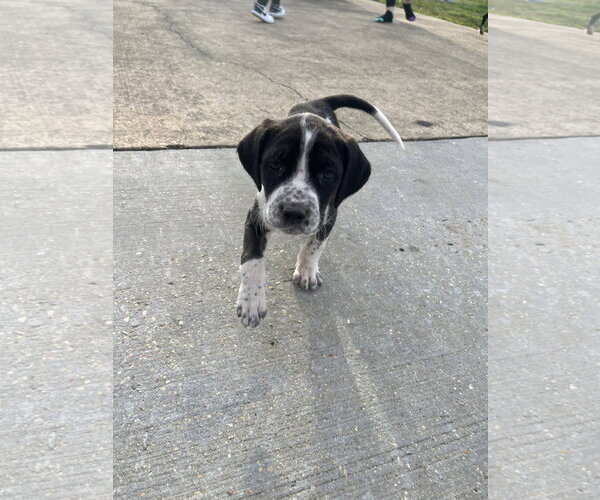 Medium Photo #2 Pointer-Unknown Mix Puppy For Sale in Mobile, AL, USA