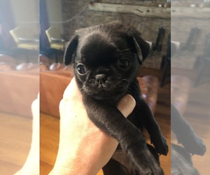 Pug Puppy for sale in ALPHARETTA, GA, USA