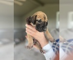 Small #2 Great Dane