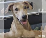 Small #2 Labrador Retriever Mix
