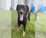 Small #1 German Shepherd Dog Mix