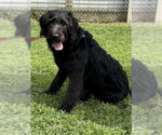 Small #5 Labradoodle