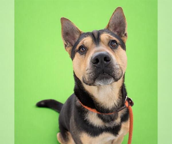 Medium Photo #4 Chinese Shar-Pei-German Shepherd Dog Mix Puppy For Sale in Redlands, CA, USA