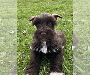 Schnauzer (Miniature) Puppy for sale in CANOGA, NY, USA