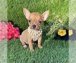 Chihuahua Puppy for sale in BOSTON, MA, USA