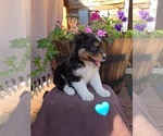 Puppy Cocoa Australian Shepherd