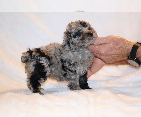 Medium Photo #6 Poodle (Toy) Puppy For Sale in DYERSBURG, TN, USA