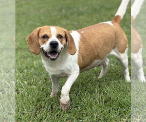 Mutt Dogs for adoption in Virginia Beach, VA, USA