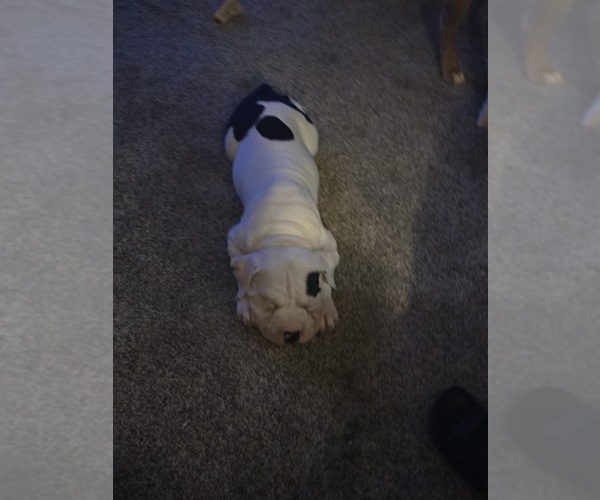 Medium Photo #3 American Bully Puppy For Sale in ACWORTH, GA, USA