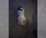 Small #2 American Bully