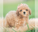 Small #2 Poodle (Toy)