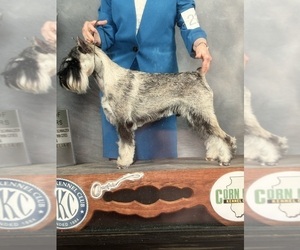 Father of the Pomsky puppies born on 08/28/2025