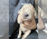 Small Photo #12 Goldendoodle Puppy For Sale in CARMICHAEL, CA, USA