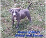 Small #6 American Pit Bull Terrier