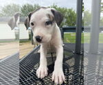 Small #8 American Bulldog-Labrador Retriever Mix