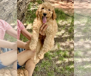 Goldendoodle (Miniature) Puppy for sale in BUFFALO GAP, TX, USA