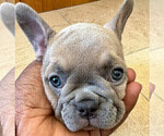 Small Photo #6 French Bulldog Puppy For Sale in SMYRNA, GA, USA