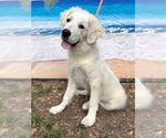 Small #2 Great Pyrenees
