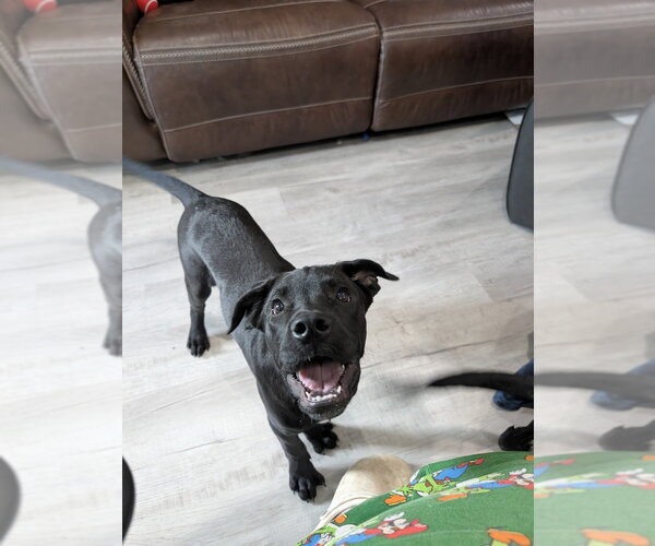 Medium Photo #3 Labrador Retriever-Unknown Mix Puppy For Sale in Boston, MA, USA