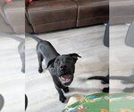 Small #2 Labrador Retriever Mix