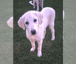 Small #4 Great Pyrenees Mix