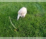 Small Photo #11 Labrador Retriever Puppy For Sale in CATO, NY, USA