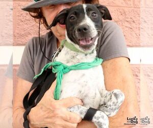 Wandy - Female Retriever -Unknown Mix Dog for Adoption - Photo #3