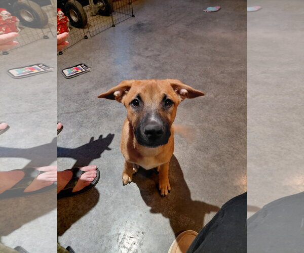 Medium Photo #2 Boxer-Unknown Mix Puppy For Sale in Holly Springs, NC, USA