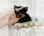 Small #13 Yorkshire Terrier