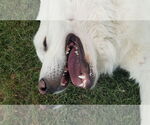 Small #10 Great Pyrenees