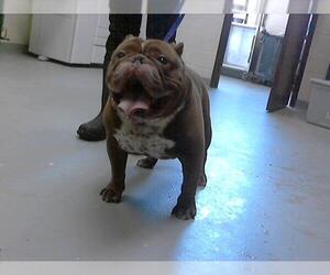 Medium American Pit Bull Terrier