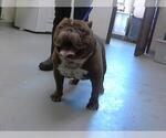 Small American Pit Bull Terrier
