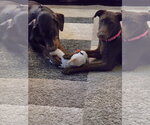 Small #1 Doberman Pinscher