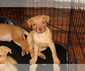 Labrador Retriever-Mutt Mix Puppy for sale in MERKEL, TX, USA