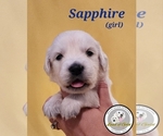 Puppy Sapphire English Cream Golden Retriever