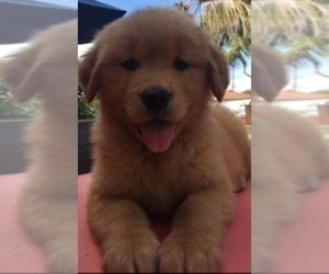 Golden Retriever Puppy for sale in SANTA ANA, CA, USA