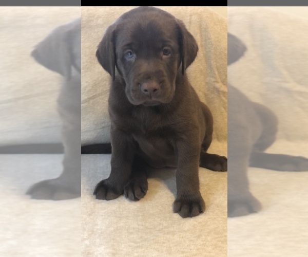 Medium Photo #6 Labrador Retriever Puppy For Sale in CHARLOTTE, NC, USA